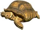 turtle.