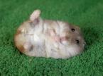 hamster.
