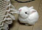 bunny.