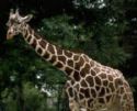 giraffe.