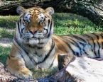 tiger1.