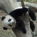 panda.