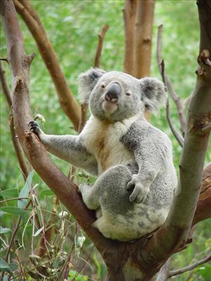 Kartpostal:Koala