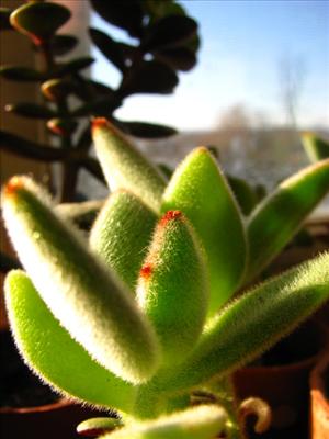 Plant 5