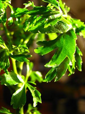 Plant 4