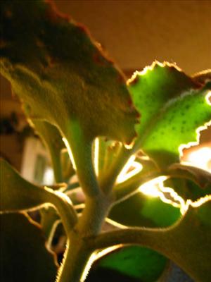 Plant 1