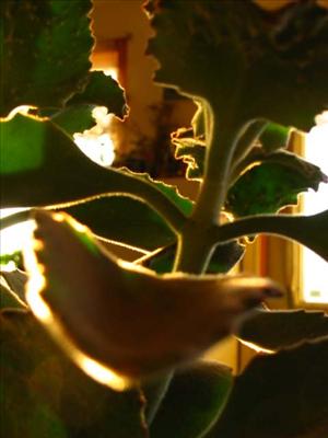 Plant 2