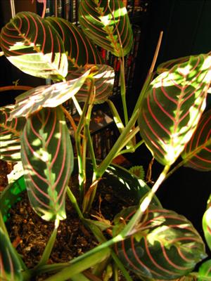 Plant 3