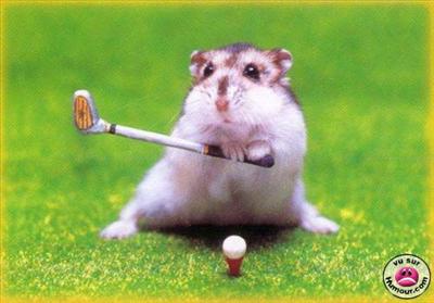 Golfing Hamster