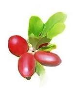 Miracle Fruit