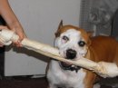 Dog Bones