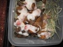 Puppies!!!