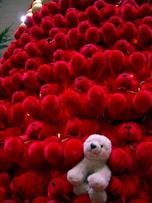 teddy