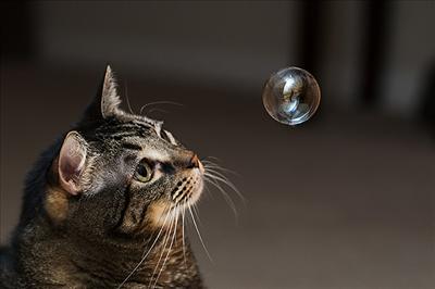 Bubbles