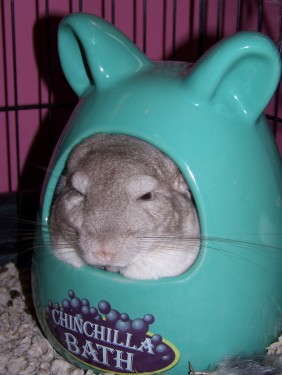Chinchilla