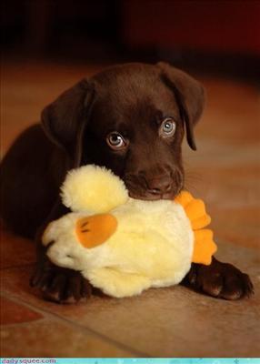 Chocolate Lab