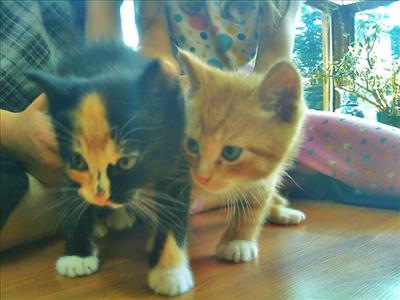 Kittens!