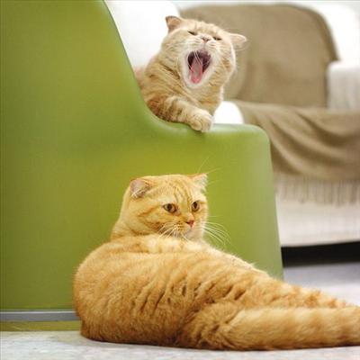 Yelling kitty