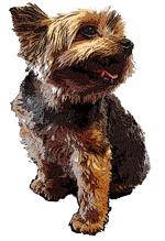 A cute dog
