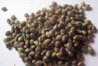 Seeds