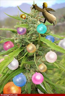 Marijuana Christmas!
