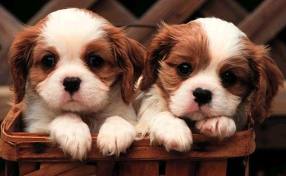 puppie