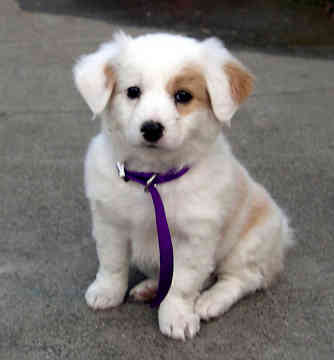 doggy