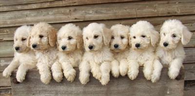 puppys