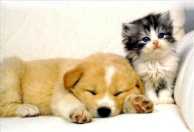 cute dog and cat