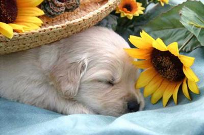 Pupss!!!