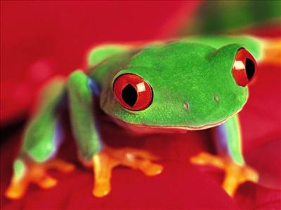 Frog