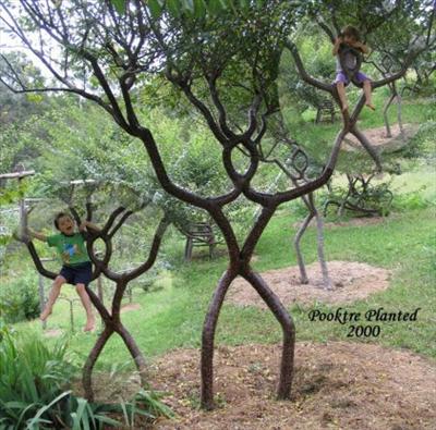 Person Tree