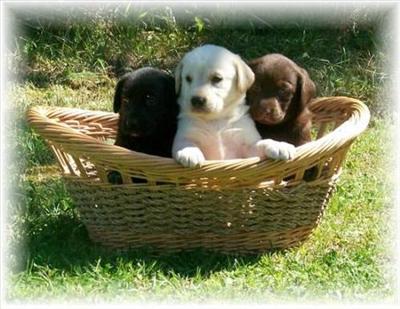 cute puppy