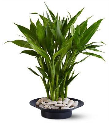 lucky bamboo fengshui