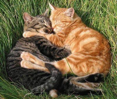 Cuddle