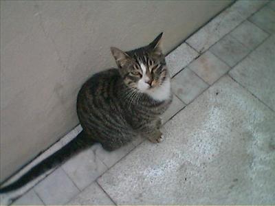 kedi