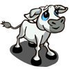 white calf