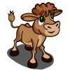 Weird hair calf