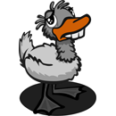 duck