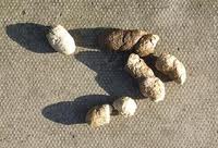 Crumbly white dog shit