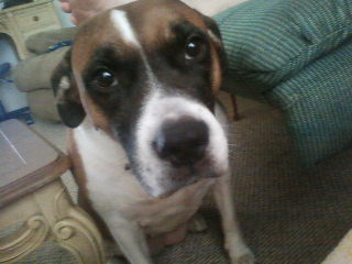 a dog