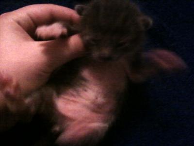 a kitten