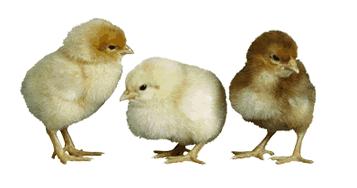 Three Fluffy Chicks!