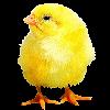 A Fluffy Chick