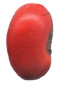 semilla del ermitaño