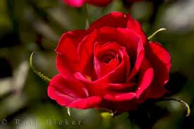 Red rose 
