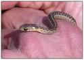 snake