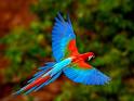 parrot