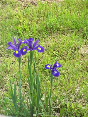 Iris
