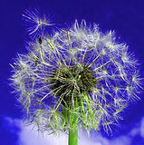 a dandelion wish